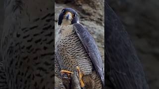 Peregrine Falcon Call shortsperegrinefalconcallperegrinefalconsound [upl. by Khajeh493]