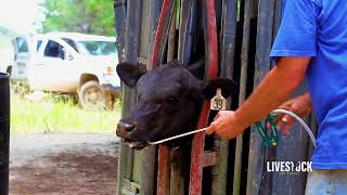 Cattle Deworming Program [upl. by Chaiken]