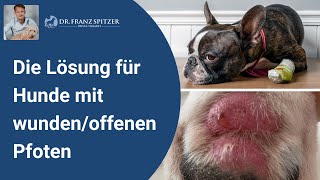 Die Lösung für Hunde mit wundenoffenen Pfoten entzündeten Krallen oder ZwischenzehenEntzündung [upl. by Illac821]