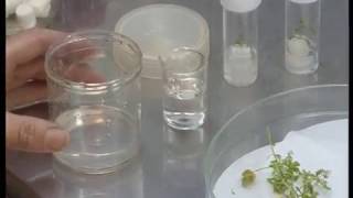 Basic Plant Tissue Culture Part 3 [upl. by Kelly684]