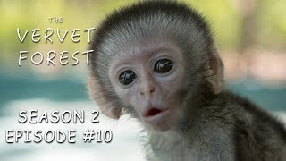 3 Day Old Tiny Orphan Baby Monkey Rescued amp Update On Brain Damaged Baby  Vervet Forest  S2 Ep10 [upl. by Leak]