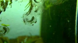 Axolotl development of eggs in timelapse [upl. by Kennett278]