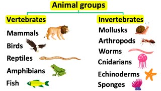 Animal groups  Vertebrates amp invertebrates [upl. by Strepphon]