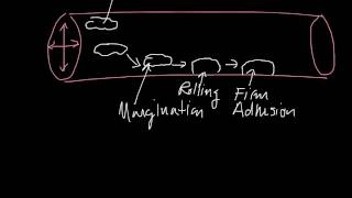 Margination Rolling Firm Adhesion Diapedesis Chemotaxis [upl. by Doownelg]