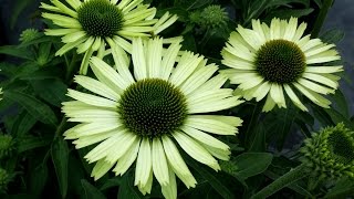 Best Perennials  Echinacea Green Jewel Coneflower [upl. by Enisamoht44]