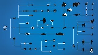 How Evolution works [upl. by Anits800]