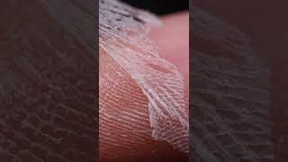 Skin Peeling Macro Closeup – Relaxing ASMR [upl. by Odlabso]