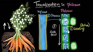 Phloem amp translocation  Life processes  Biology  Khan Academy [upl. by Ydoow]