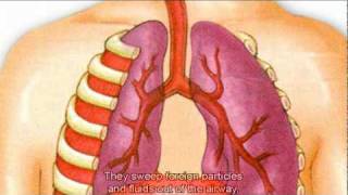 The Respiratory System [upl. by Watts]