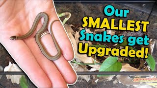 Dekays Brown Snakes Update [upl. by Arber]