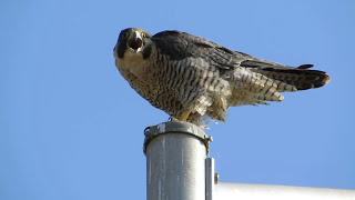 A Peregrine Falcon Calling The Best [upl. by Noremmac864]