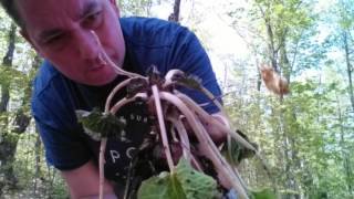 Tips on growing and propagating wasabi horseradish [upl. by Vlada892]