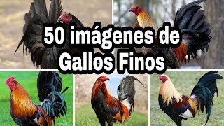 50 IMAGENES DE GALLOS FINOS [upl. by Brindle491]