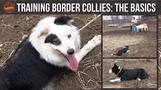 Training Border Collies The Basics [upl. by Atsirc853]