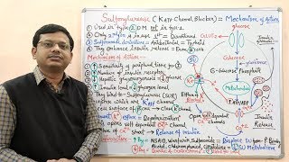 Diabetes Mellitus Part10 Mechanism of Action of Sulfonylurease  Antidiabetic Drugs  Diabetes [upl. by Niliak373]