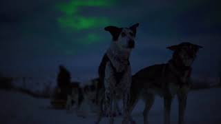 Kirkenes Snowhotel  Hunting the Northern Lights by Husky [upl. by Noland]