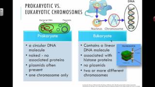 Prokaryotic vs Eukaryotic Chromosomes 2016 IB Biology [upl. by Akiemaj235]