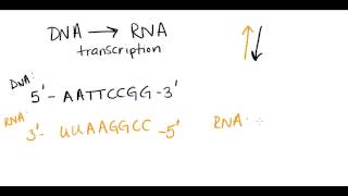 Complementary base pairing [upl. by Gnart]