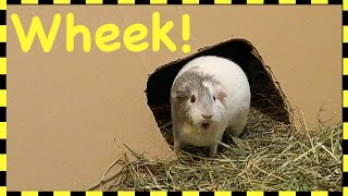 WARNING EXTREMELY LOUD Guinea pig wheeking [upl. by Corrie853]