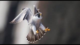 Peregrine Falcon  Best Footage Filmed Over 7 Years in 4k [upl. by Jeu441]