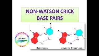 Musical Non Watson Crick Base Pairs [upl. by Nolasba]