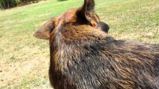 How To deShed your German Shepherd Dog [upl. by Ennaul]