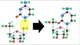 Bioquímica  Estructura de los nucleótidos [upl. by Judson]