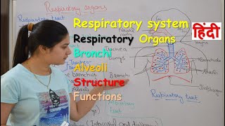 Respiratory system anatomy amp physiology in hindi  Organs  structure  functions [upl. by Laith]