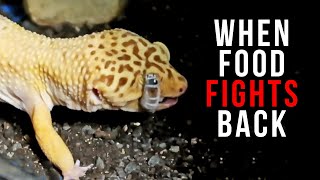 When Feeder Insects Fight Back 😳  FEEDING LEOPARD GECKOS [upl. by Kristi]