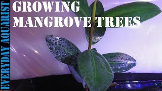 How To Grow Mangrove Tree In Your Aquarium [upl. by Atok62]