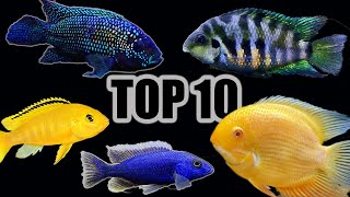 Top 10 Cichlids for Beginners [upl. by Urson]