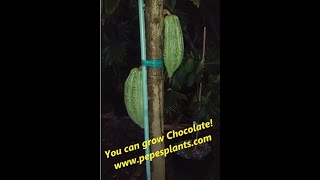 Growing Chocolate Trees in Florida  Growing Cacao in Containers [upl. by Lotsirk]