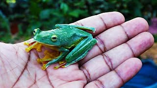 Malabar flying frog  Malabar gliding frog  Rhacophorus Malabaricus [upl. by Coben]