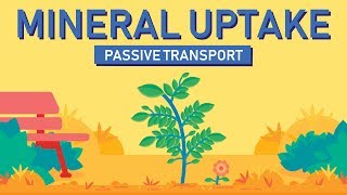 Plant Nutrition Mineral Absorption  Part 1 [upl. by Belldame]