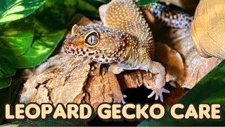 Everything You Need to Know About Leopard Gecko Care [upl. by Evanthe]