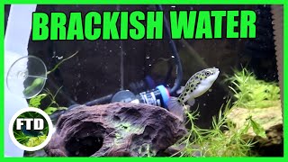 How to Make Brackish Water Green Spotted Puffer Tank [upl. by Reuben]