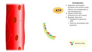 Protein catabolism  deamination [upl. by Wehtam]