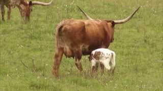 Cattle Ranching  Americas Heartland Episode 917 [upl. by Pastelki]