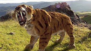 Sabertoothed Tiger  Prehistoric Cats Documentary [upl. by Zetrac623]