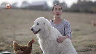 Livestock Guardian Dogs 101 [upl. by Samp]