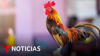 Así es el negocio negro de las peleas de gallos en EEUU  Noticias Telemundo [upl. by Mariette]