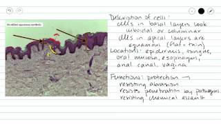 Stratified Squamous Epithelium [upl. by Neiht]