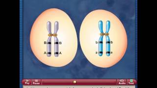 Meiosis and Crossing Over [upl. by Allerim]