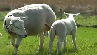 Schapen en lammetjes de wei in lange versie [upl. by Adelina309]