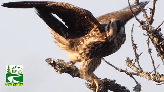 Peregrine falcon bird  Flying Hunting Preening  Call sound [upl. by Ebner289]