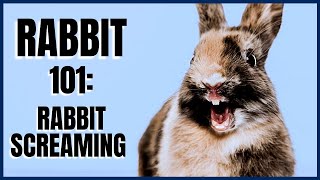 Rabbit 101 Rabbit Screaming [upl. by Margaretha713]