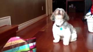 Shih Tzu howling [upl. by Nosemyaj]