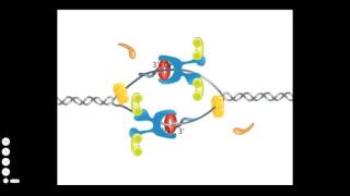 Bacterial DNA Replication [upl. by Lang517]