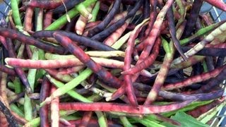 Pinkeye Purple Hull Peas Harvesting amp Easy Shelling Gadget [upl. by Nilre]