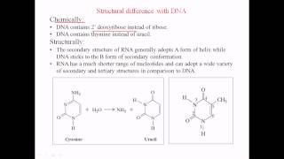 DNA vs RNA [upl. by Capwell907]